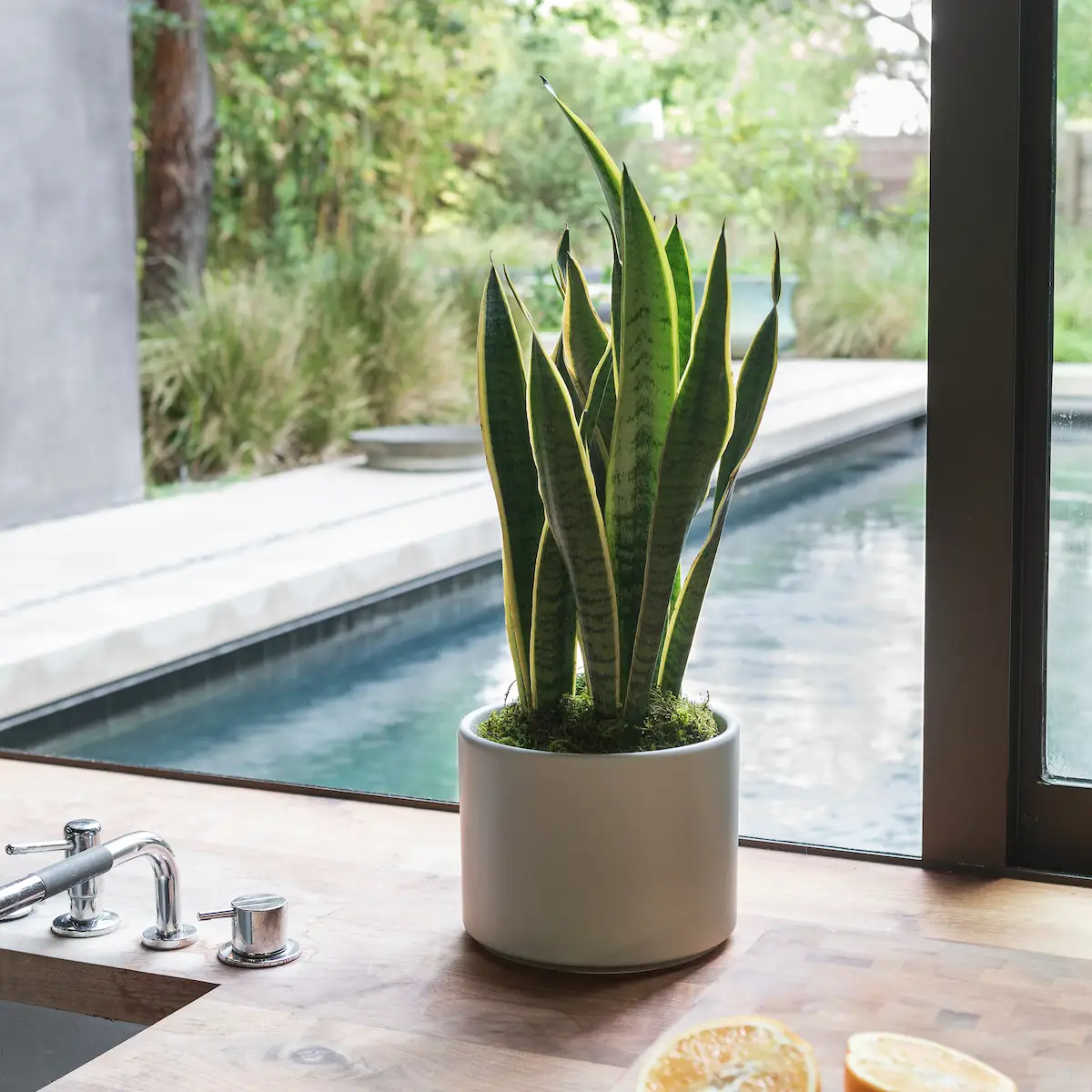 a potted snake plant on a kitchen counter next to a cut orange with a pool out the window behind it